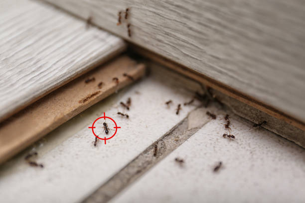 Best Cockroach Control Services  in Mexico Beach, FL