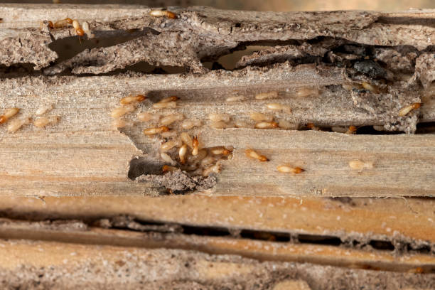 Best Commercial Pest Control Services  in Mexico Beach, FL